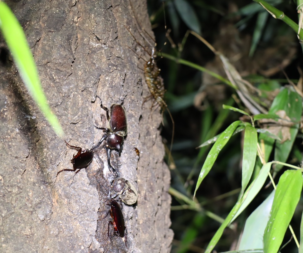 大木クヌギの正面_カブトムシ1♂1♀、オオゲジ_2021年8月23日19時35分 気温28度